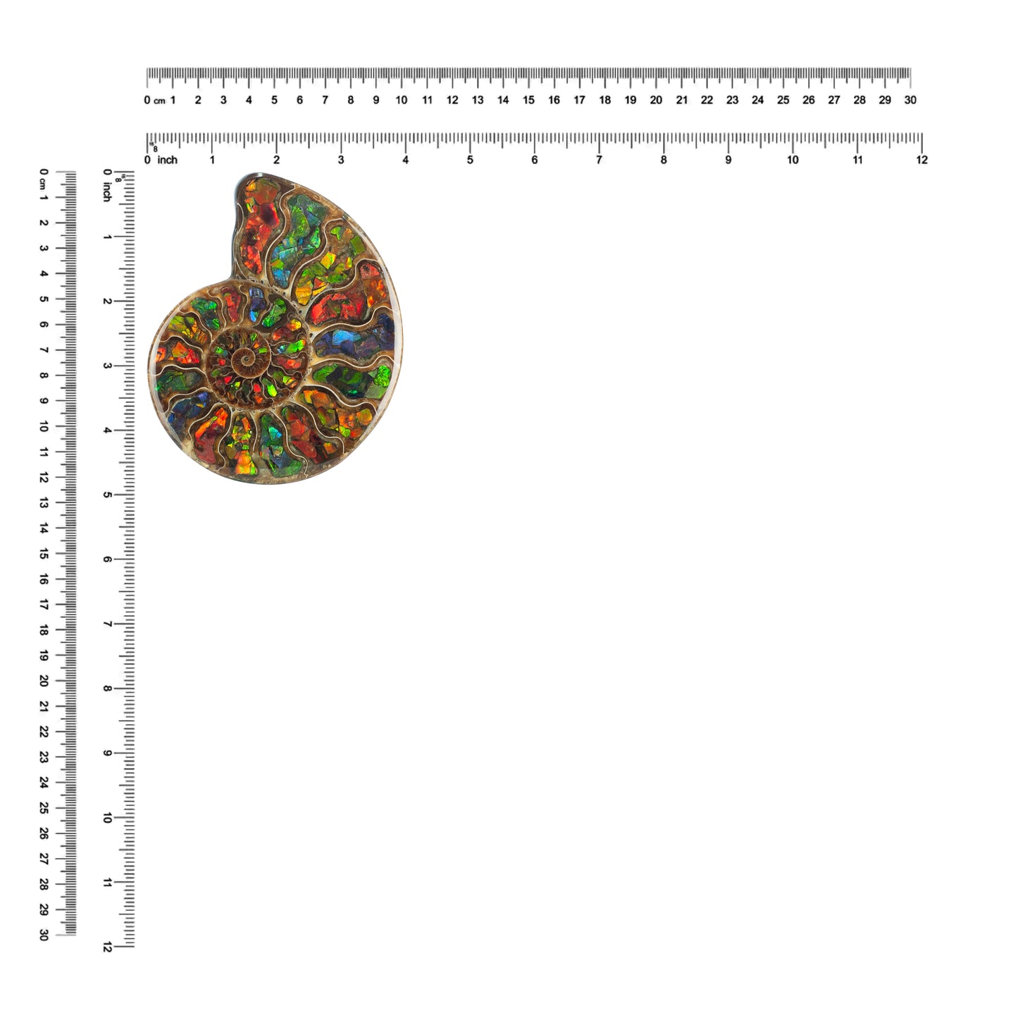 Starborn Ammonite Half with Ammolite Inlay Display Stone (Solid Color Chambers) - 1 Piece