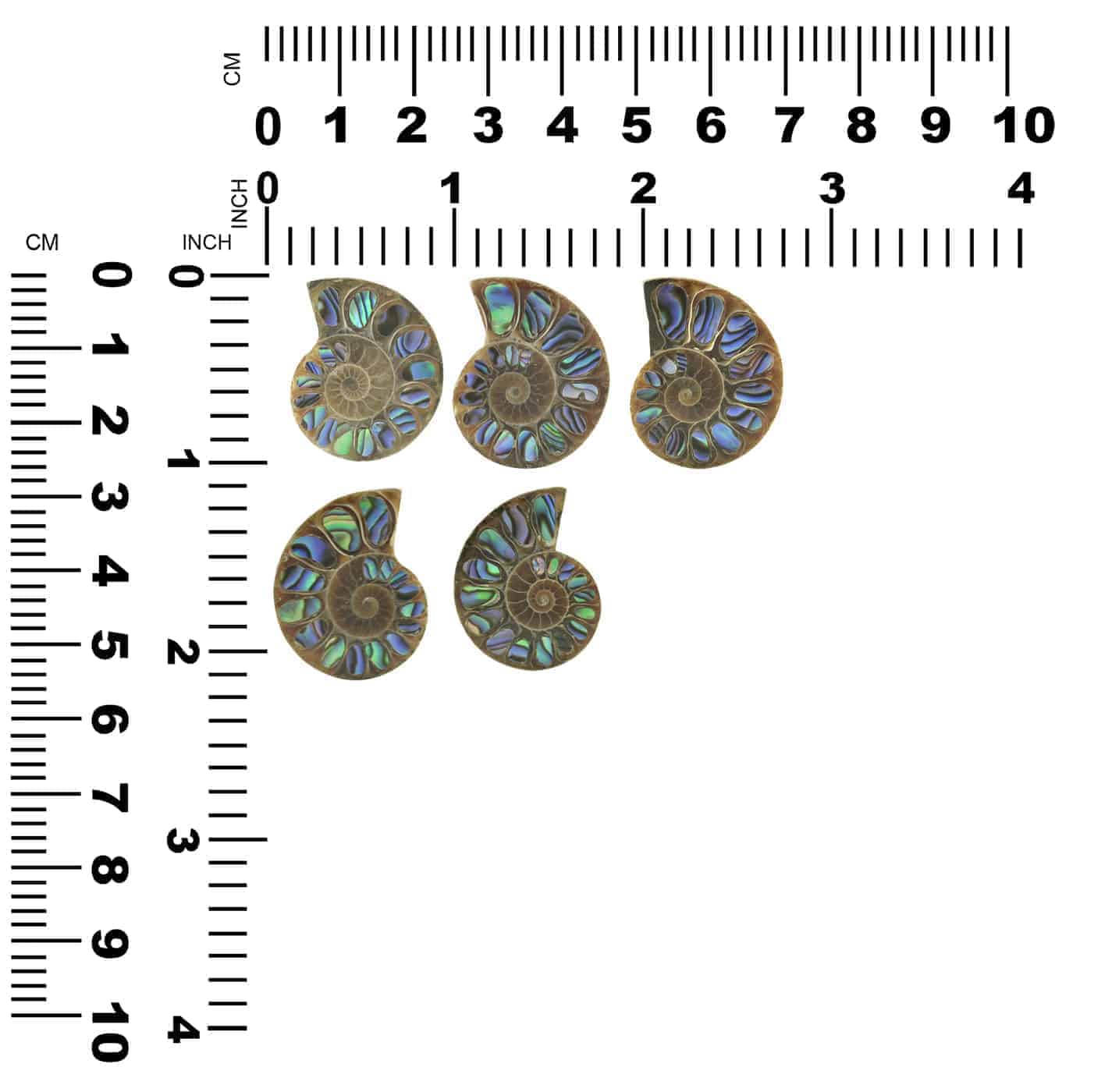Starborn Ammonite Half with Abalone Inlay Cabochon (24-26mm) - 1 Piece