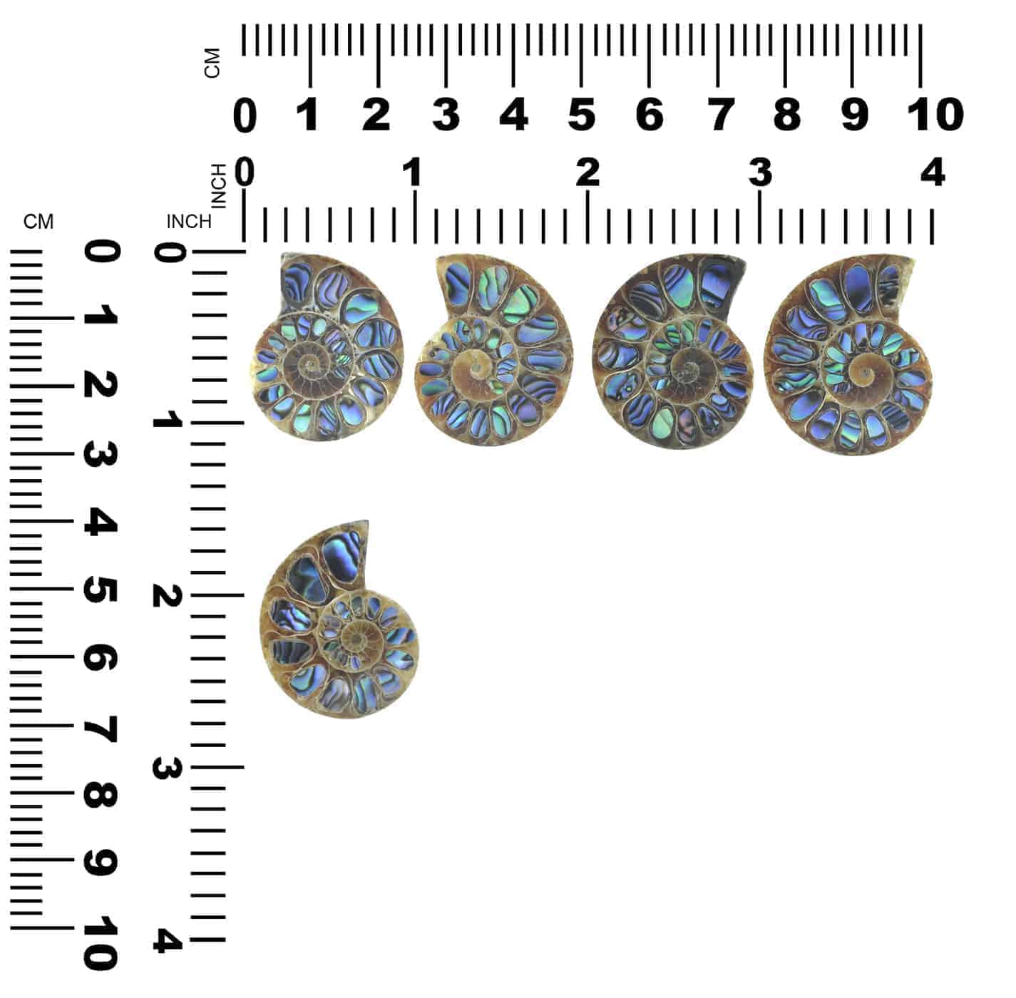 Starborn Ammonite Half with Abalone Inlay Cabochon (28mm-30mm) - 1 Piece