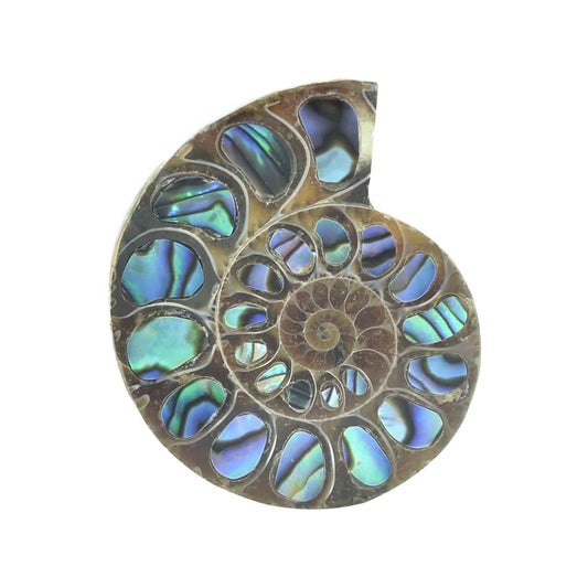 Starborn Ammonite Half with Abalone Inlay Cabochon (33mm-35mm) - 1 Piece