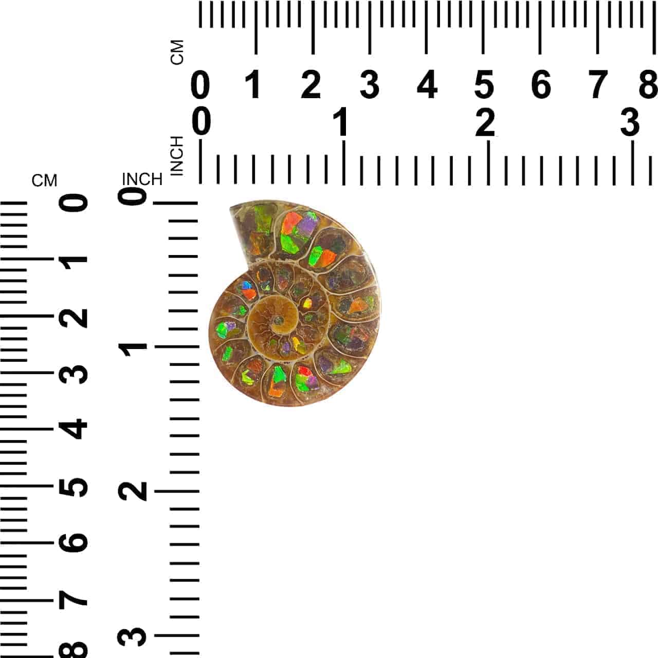 Starborn Ammonite Half with Ammolite Inlay Cabochon (33-35mm) - 1 Piece