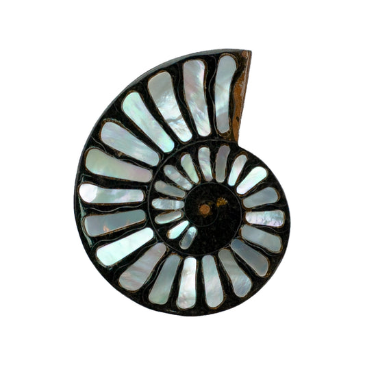 Starborn Ammonite with Mother of Pearl Inlay Cabochon 46 - 48 mm, 1 Piece