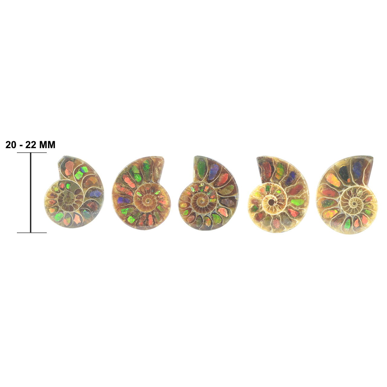 Starborn Ammonite Half with Ammolite Inlay Cabochon (20-22mm) - 1 Piece