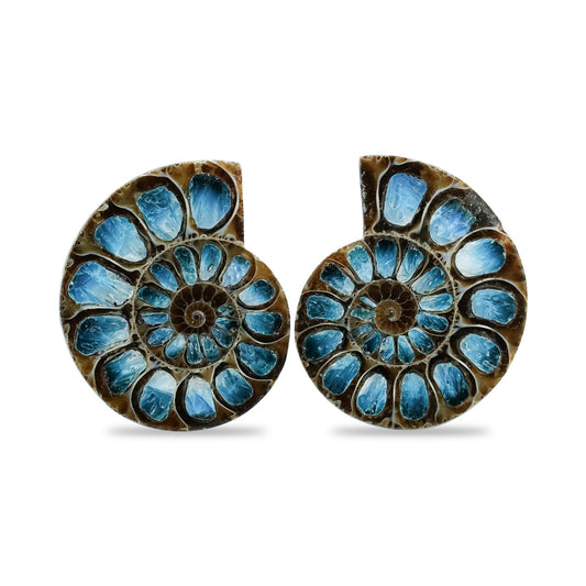 Starborn Ammonite Half with Blue Ice Glacierite Inlay Cabochon 31 - 33 mm
