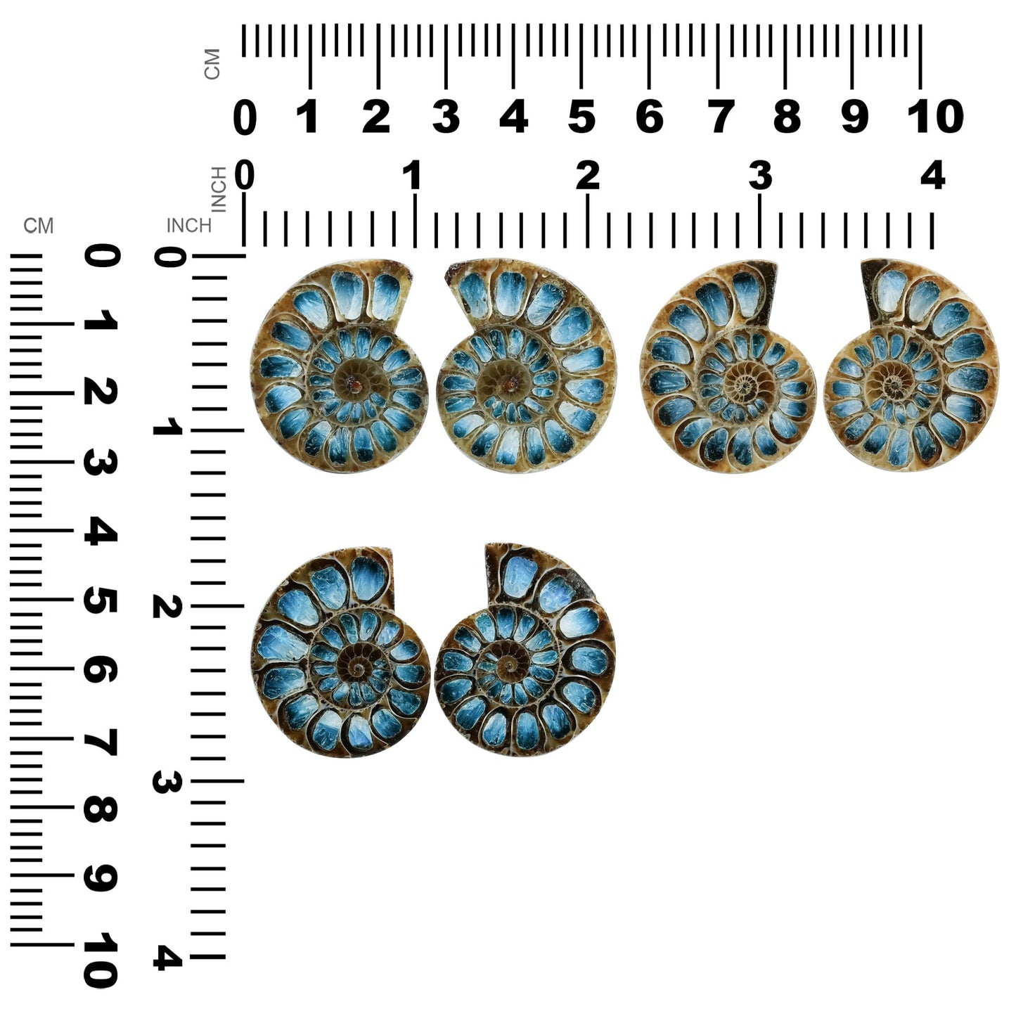Starborn Ammonite Half with Blue Ice Glacierite Inlay Cabochon 31 - 33 mm