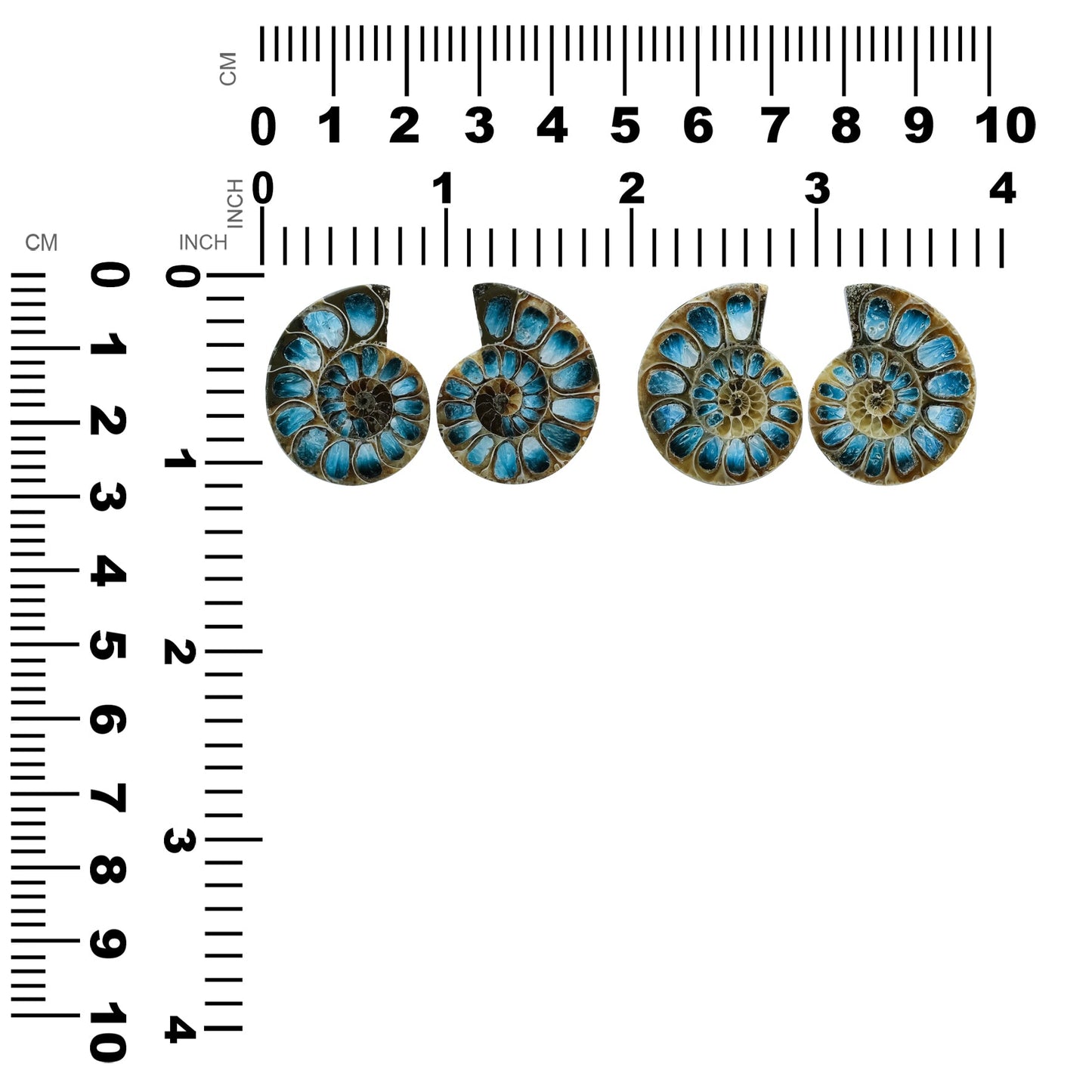 Starborn Ammonite Half with Blue Ice Glacierite Inlay Cabochons 28 - 30 mm, 1 Pair