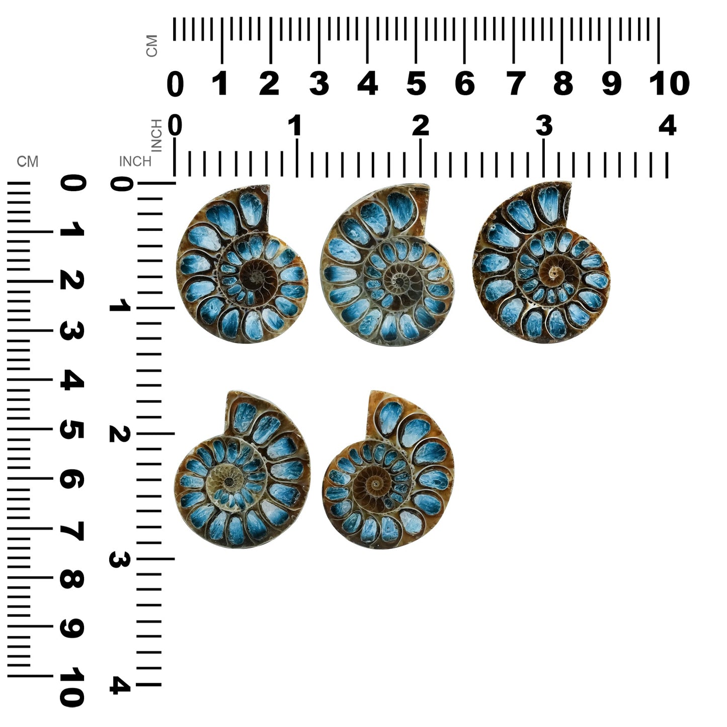 Starborn Ammonite Half with Blue Ice Glacierite Inlay Cabochon 33 - 36 mm, 1 Piece