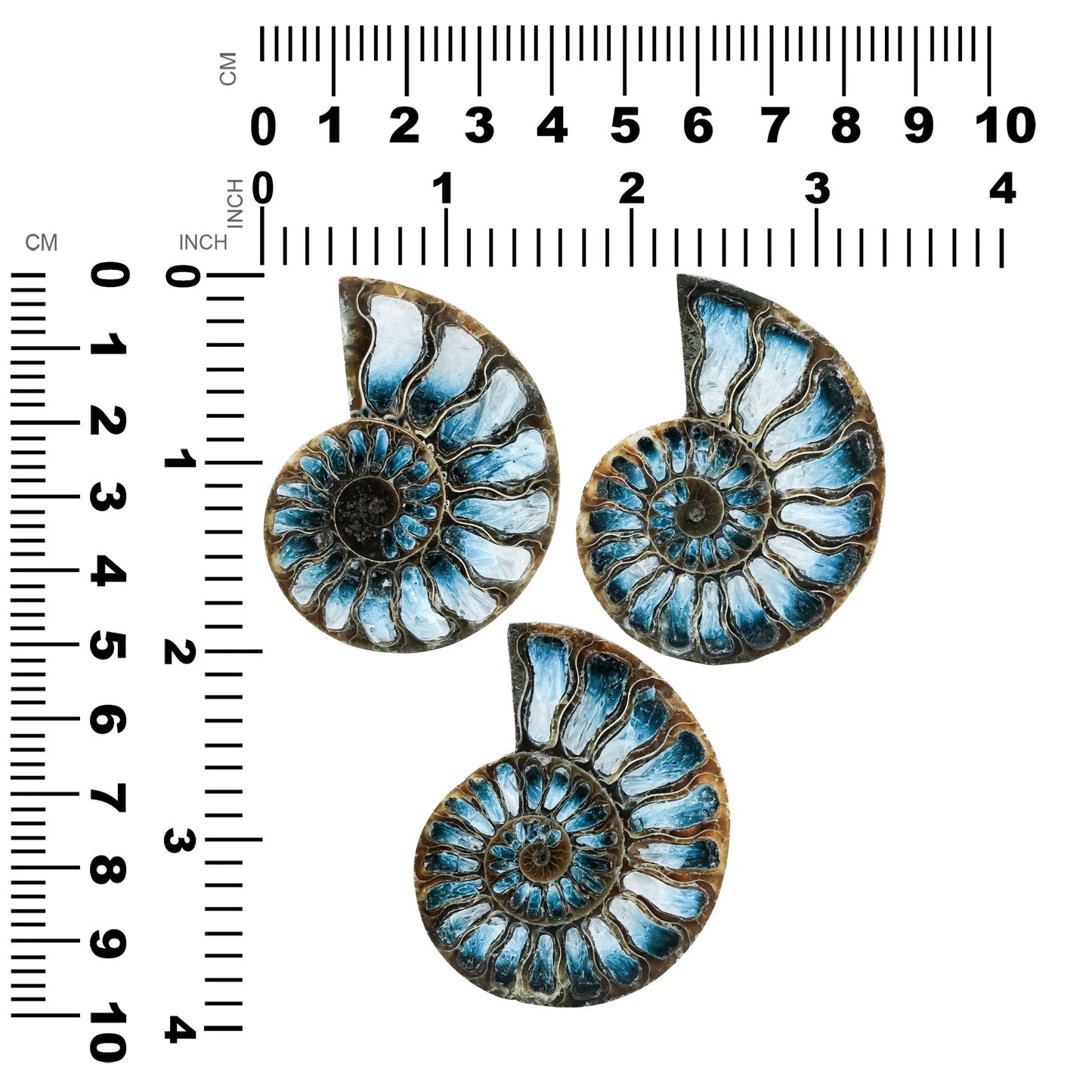 Starborn Ammonite Half with Blue Ice Glacierite Inlay Cabochon 51 - 55mm, 1 piece
