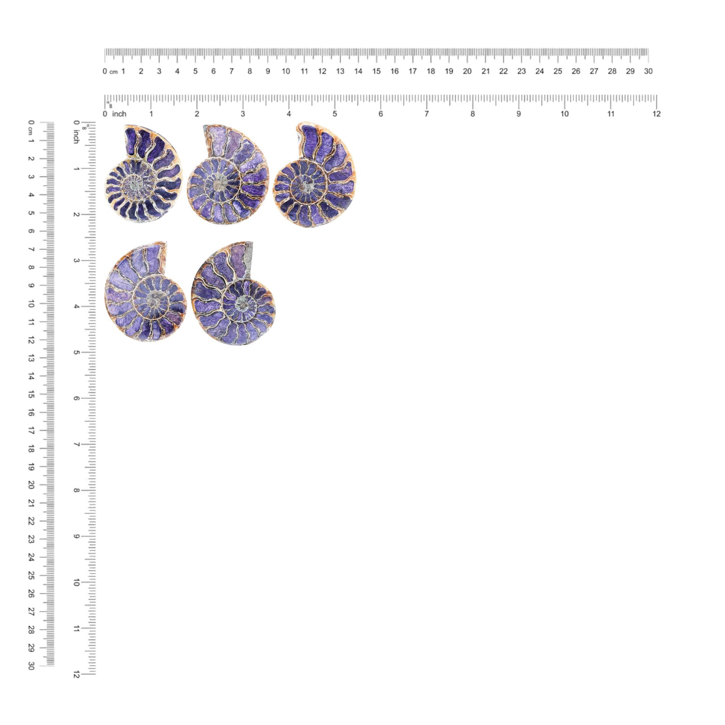 Starborn Ammonite Half with Purpurite Inlay Cabochon 56 - 60 mm, 1 Piece