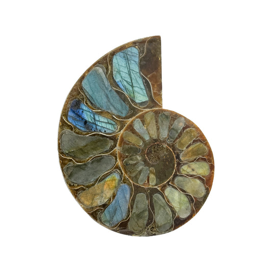 Starborn Half Ammonite with Labradorite Inlay Cabochon 52 - 55 mm, 1 Piece