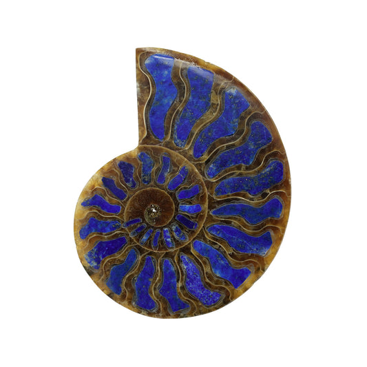 Starborn Half Ammonite with Lapis Lazuli Inlay Cabochon 58 - 62 mm, 1 Piece