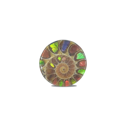 Starborn Ammonite with Ammolite Inlay Round Cabochon (18-19mm) - 1 Piece