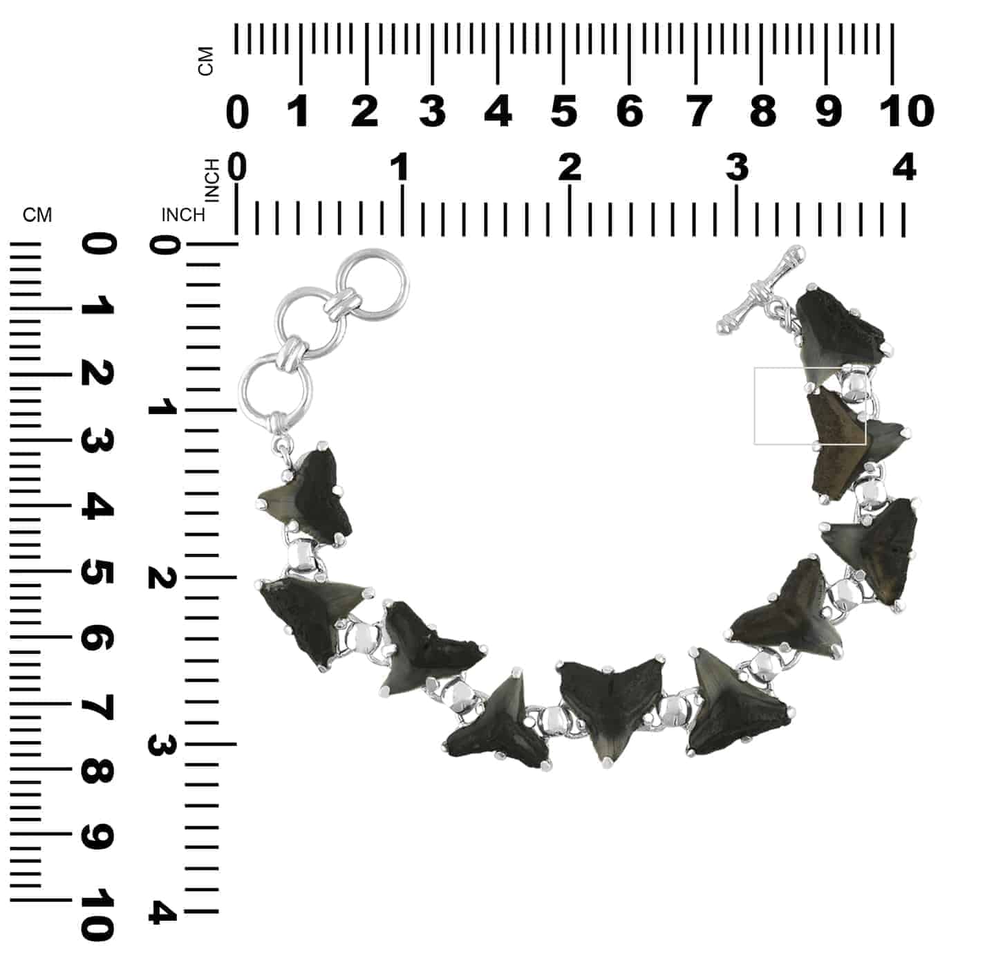 Starborn Fossil Shark Tooth Bracelet in Sterling Silver