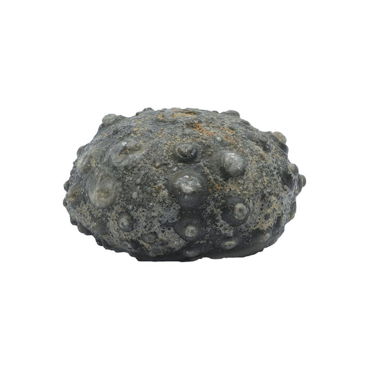 Starborn Fossil Sea Urchin 175cts - 1 Piece