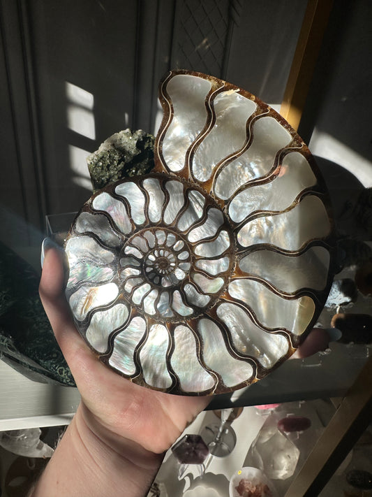 Mother of Pearl Inlaid in Ammonite
