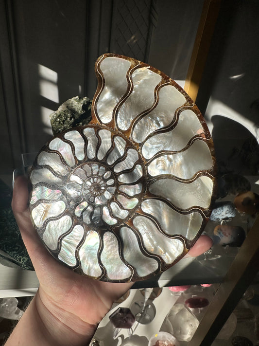 Mother of Pearl Inlaid in Ammonite