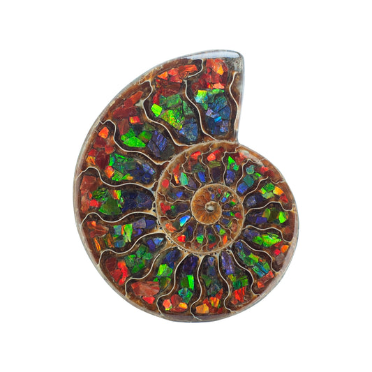 Starborn Half Ammonite with Ammolite Inlay Display Stone (Red, Green, Blue) - 1 Piece