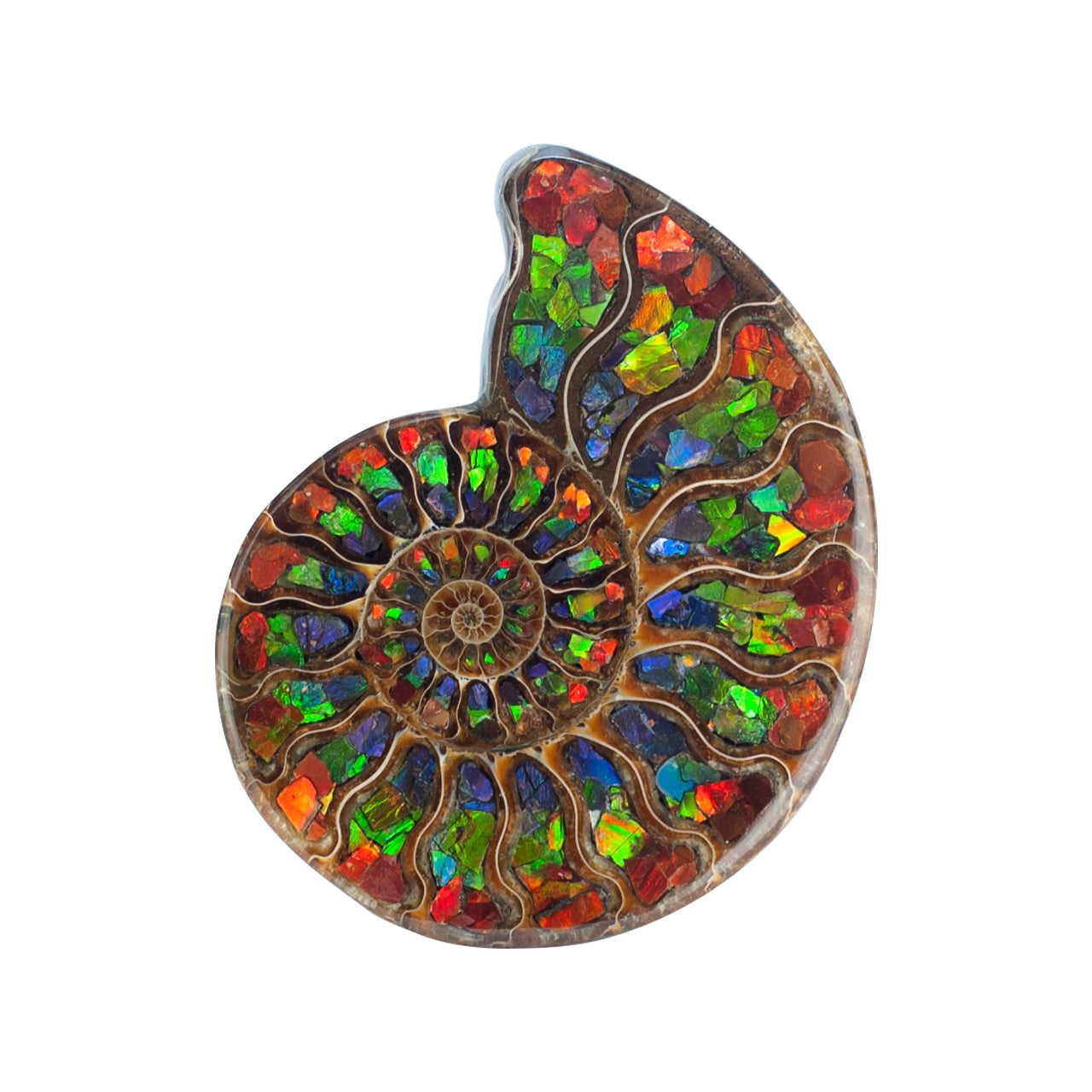 Starborn Half Ammonite with Ammolite Inlay Display Stone (Red, Green, Blue) - 1 Piece