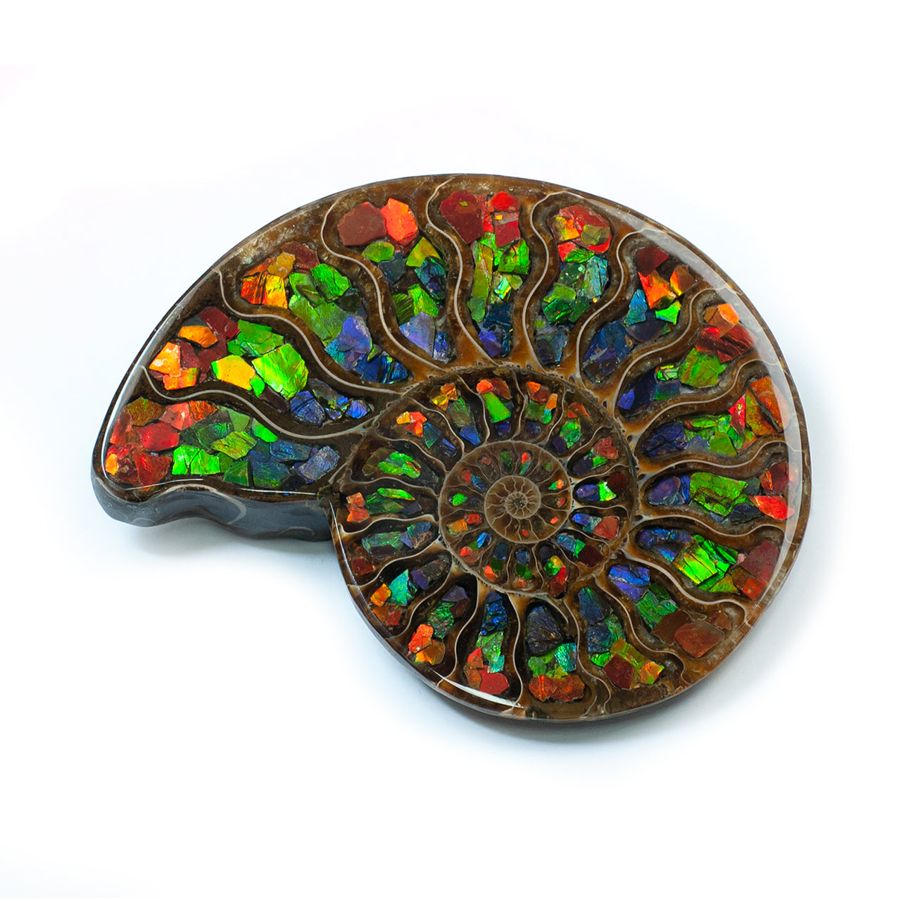 Starborn Half Ammonite with Ammolite Inlay Display Stone (Red, Green, Blue) - 1 Piece