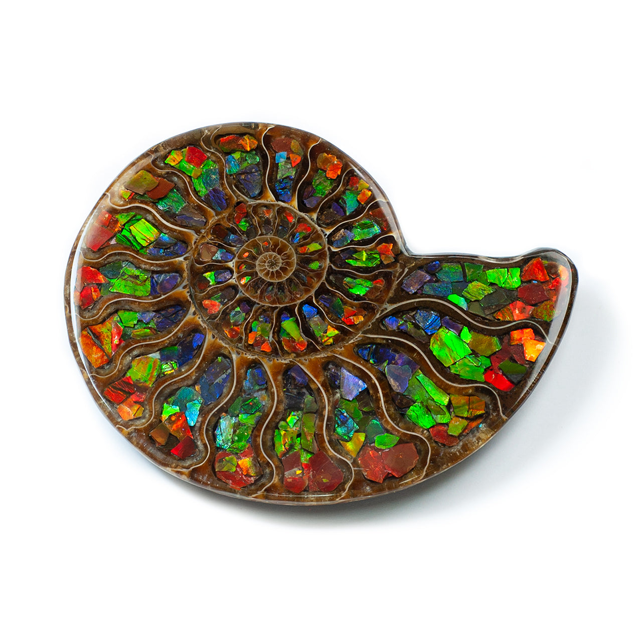 Starborn Half Ammonite with Ammolite Inlay Display Stone (Red, Green, Blue) - 1 Piece