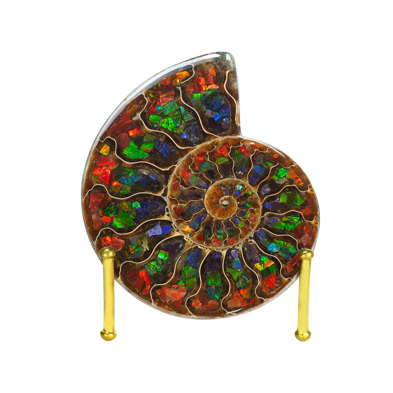 Starborn Half Ammonite with Ammolite Inlay Display Stone (Red, Green, Blue) - 1 Piece