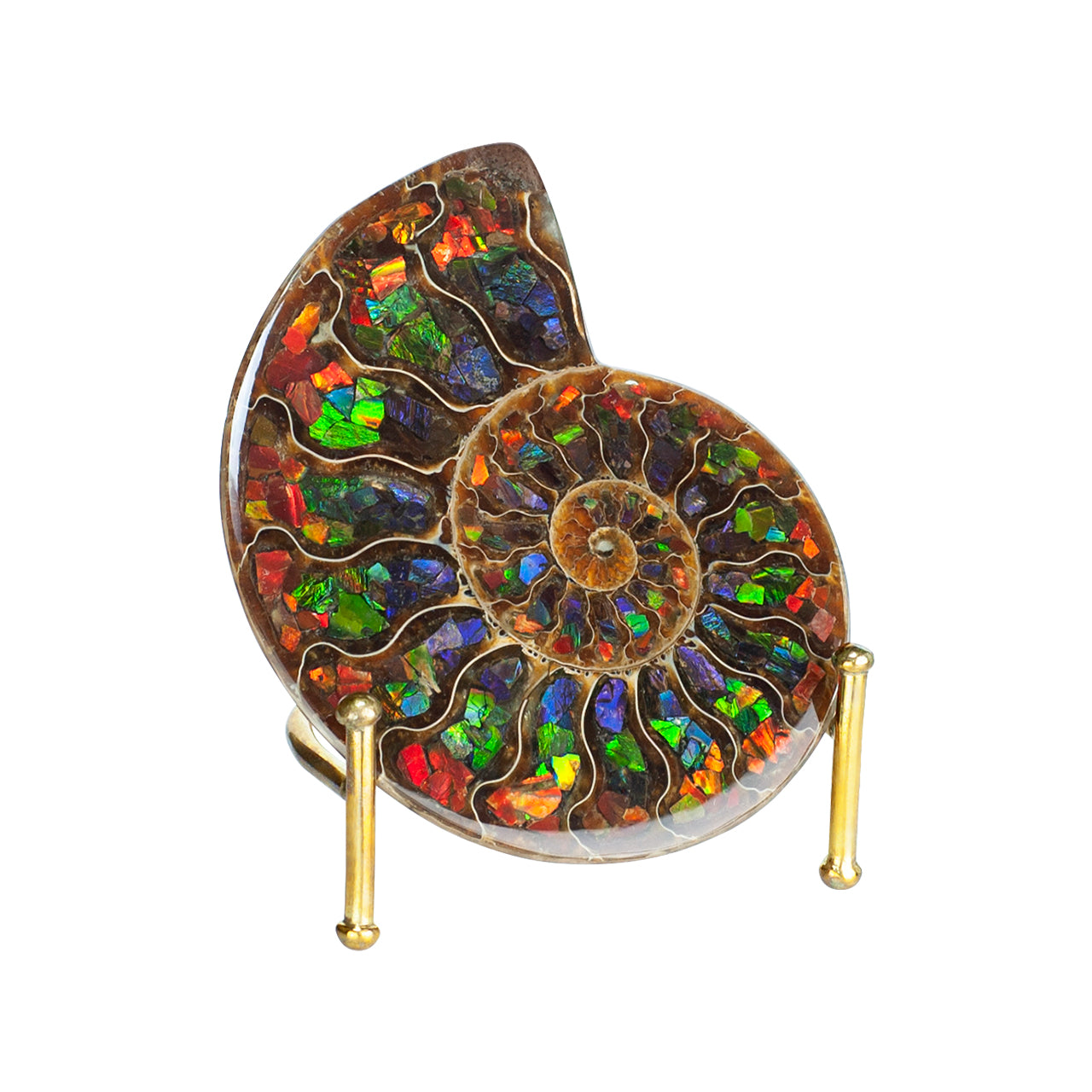 Starborn Half Ammonite with Ammolite Inlay Display Stone (Red, Green, Blue) - 1 Piece
