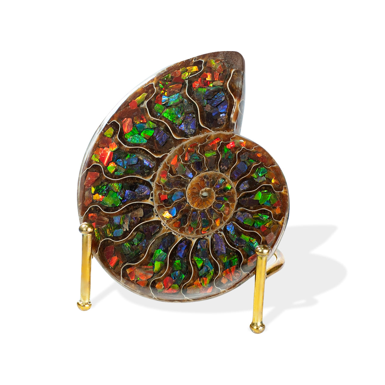 Starborn Half Ammonite with Ammolite Inlay Display Stone (Red, Green, Blue) - 1 Piece