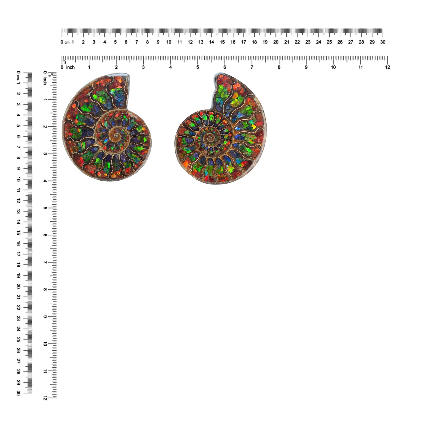 Starborn Half Ammonite with Ammolite Inlay Display Stone (Red, Green, Blue) - 1 Piece