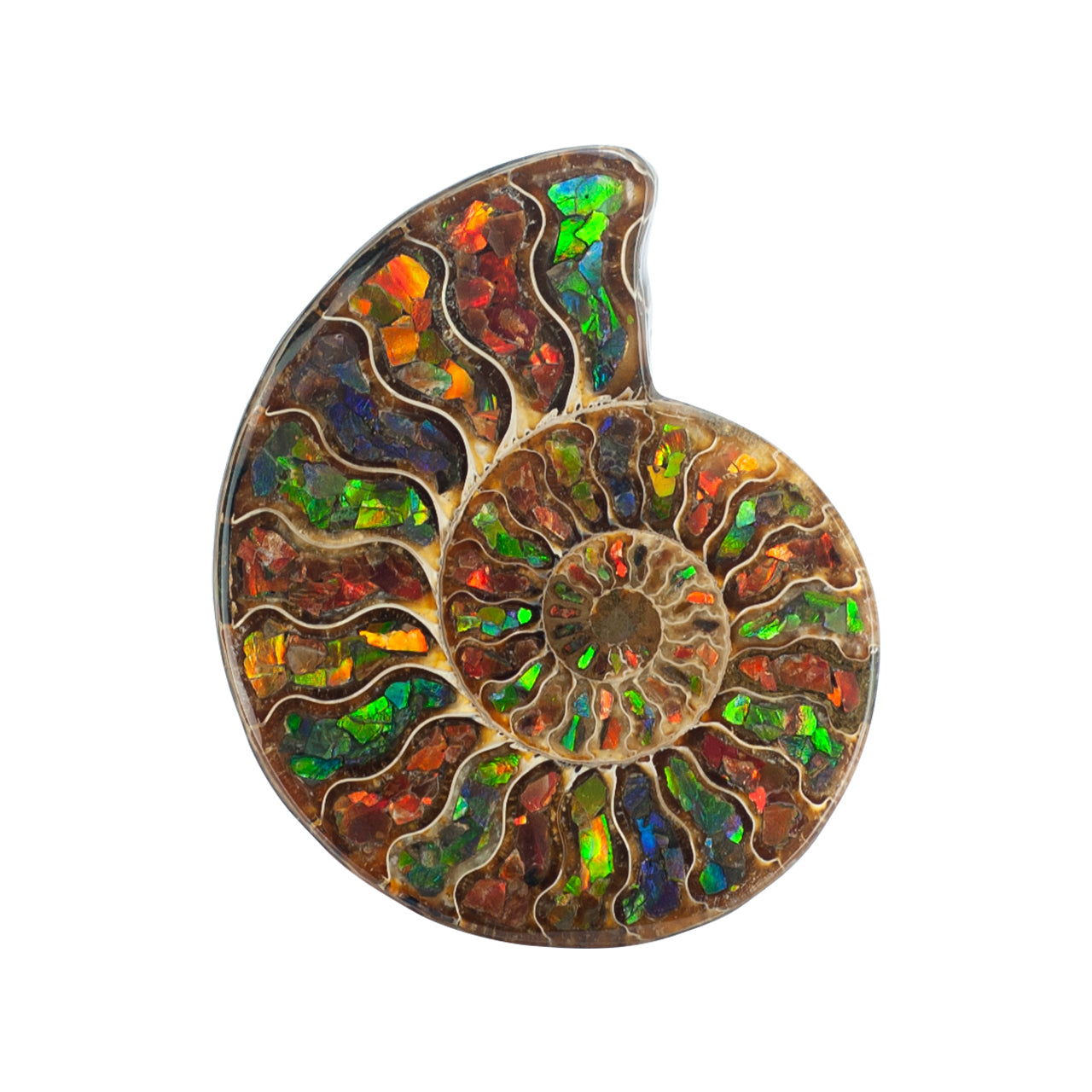 Starborn Ammonite Half with Ammolite Inlay Display Stone (Solid Color Chambers) - 1 Piece