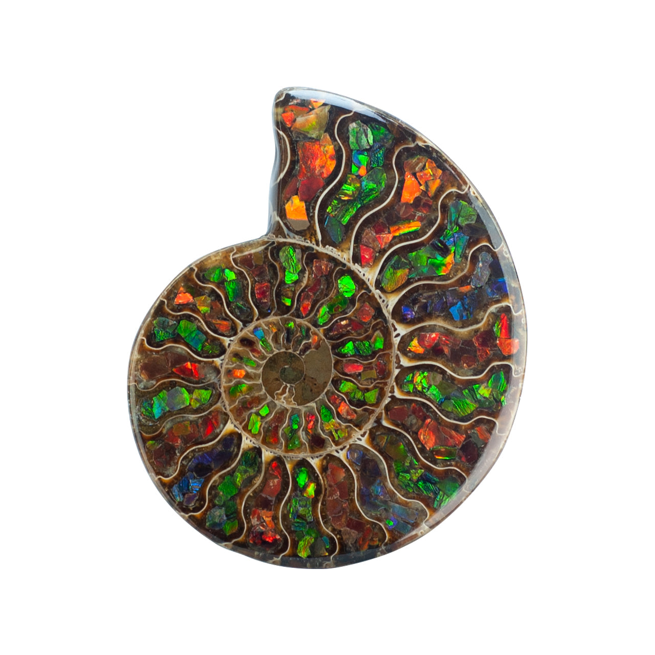 Starborn Ammonite Half with Ammolite Inlay Display Stone (Solid Color Chambers) - 1 Piece