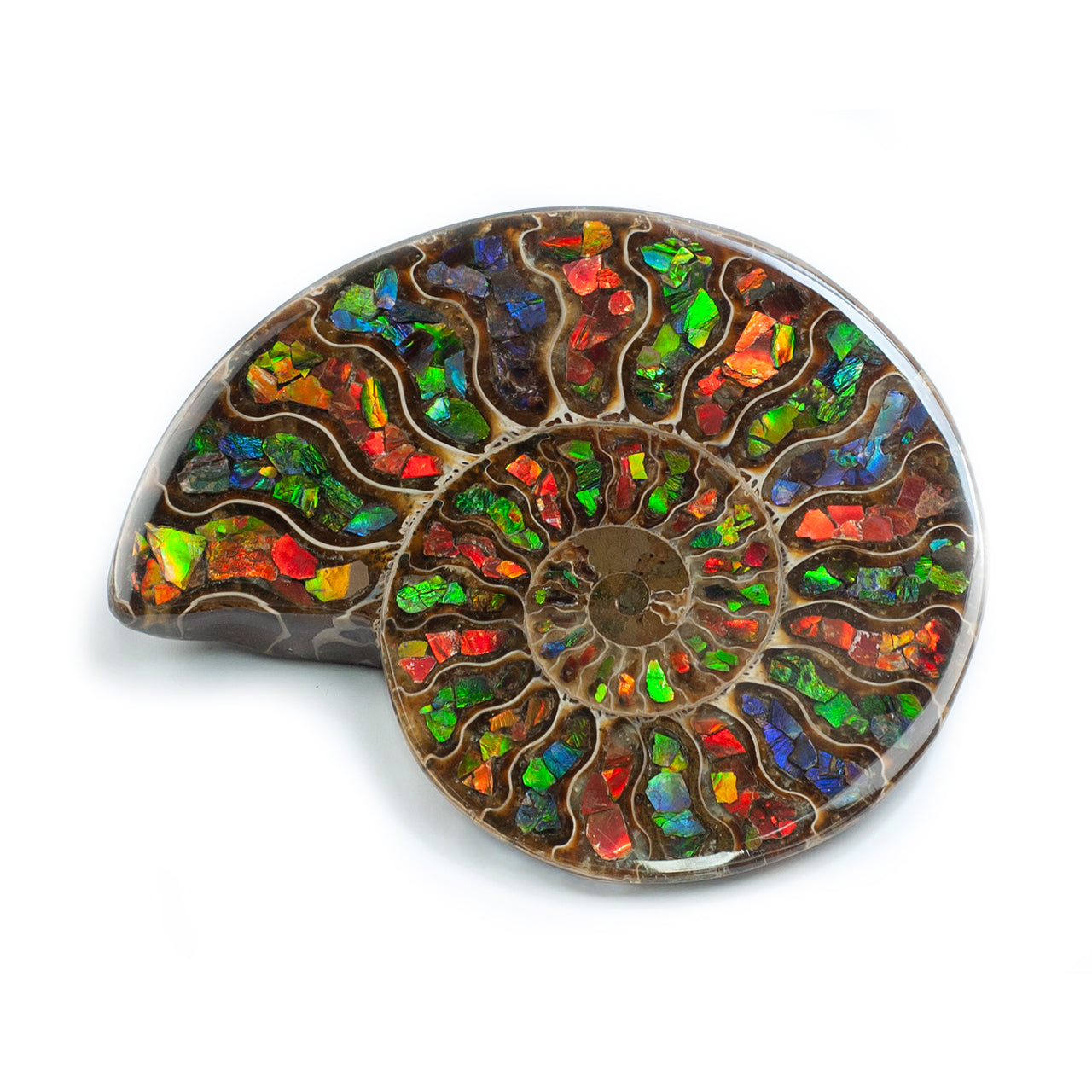 Starborn Ammonite Half with Ammolite Inlay Display Stone (Solid Color Chambers) - 1 Piece