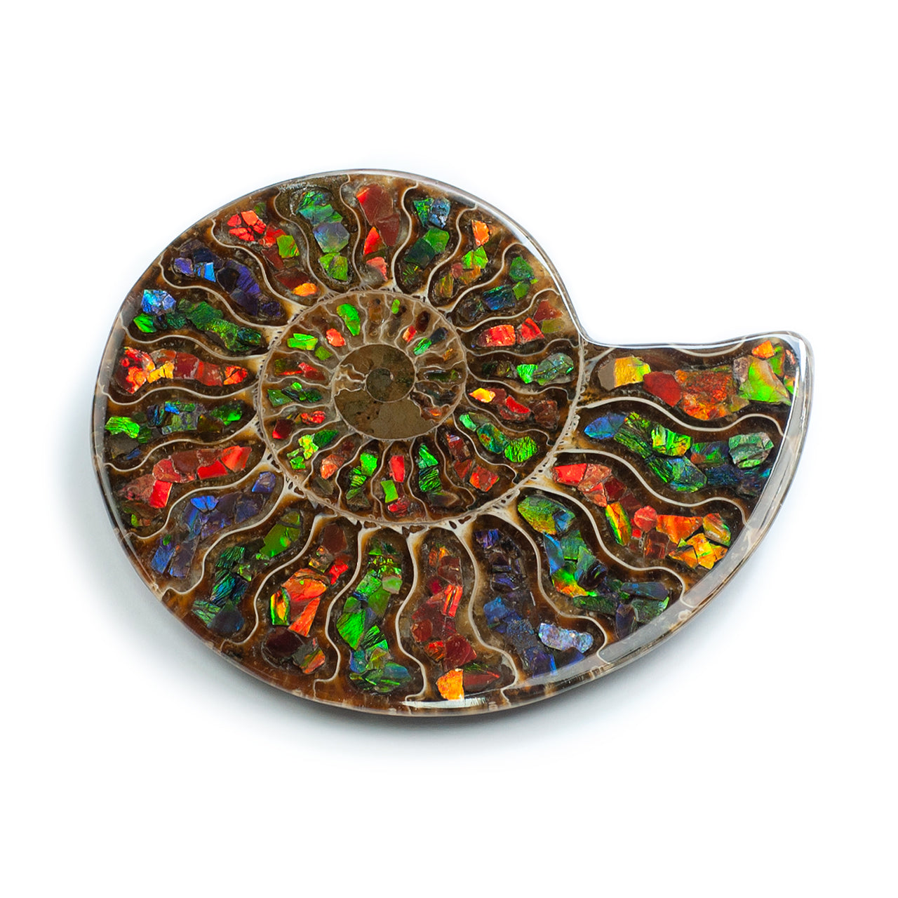 Starborn Ammonite Half with Ammolite Inlay Display Stone (Solid Color Chambers) - 1 Piece
