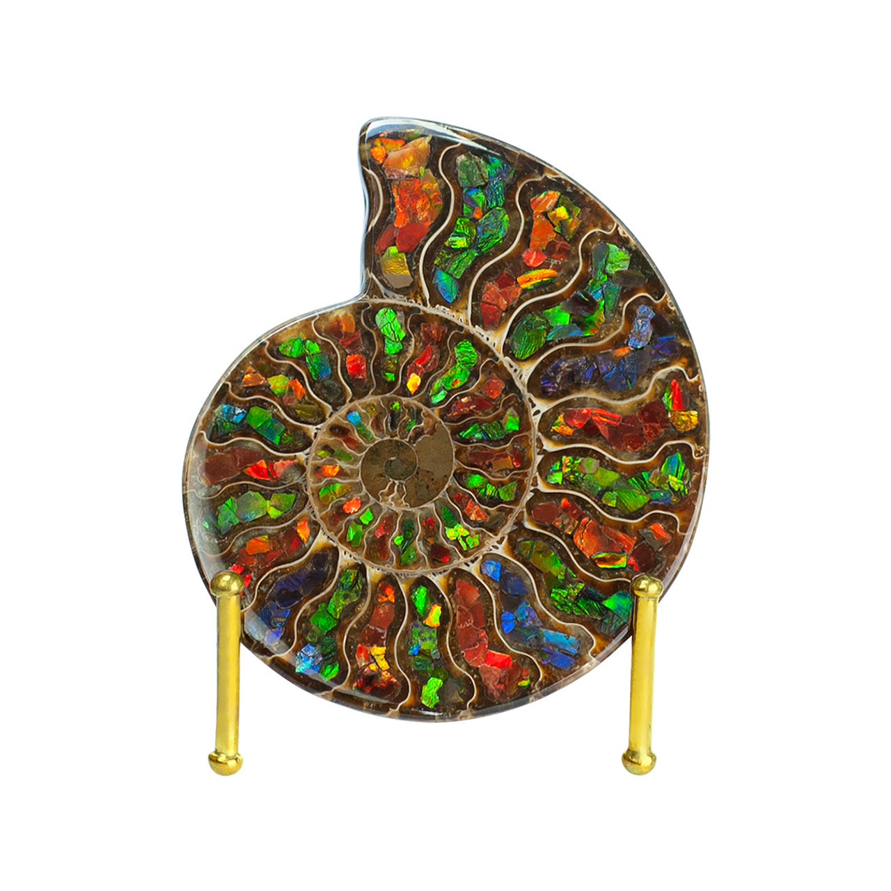 Starborn Ammonite Half with Ammolite Inlay Display Stone (Solid Color Chambers) - 1 Piece