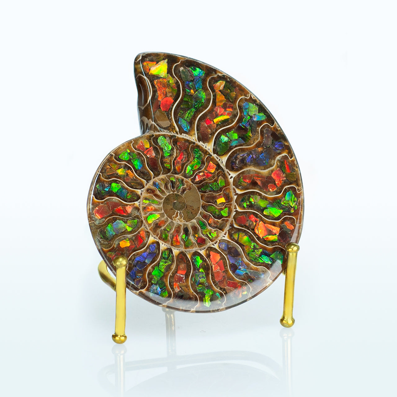 Starborn Ammonite Half with Ammolite Inlay Display Stone (Solid Color Chambers) - 1 Piece