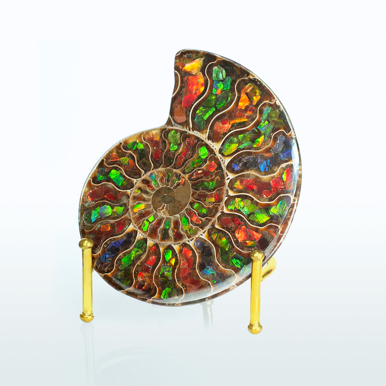 Starborn Ammonite Half with Ammolite Inlay Display Stone (Solid Color Chambers) - 1 Piece