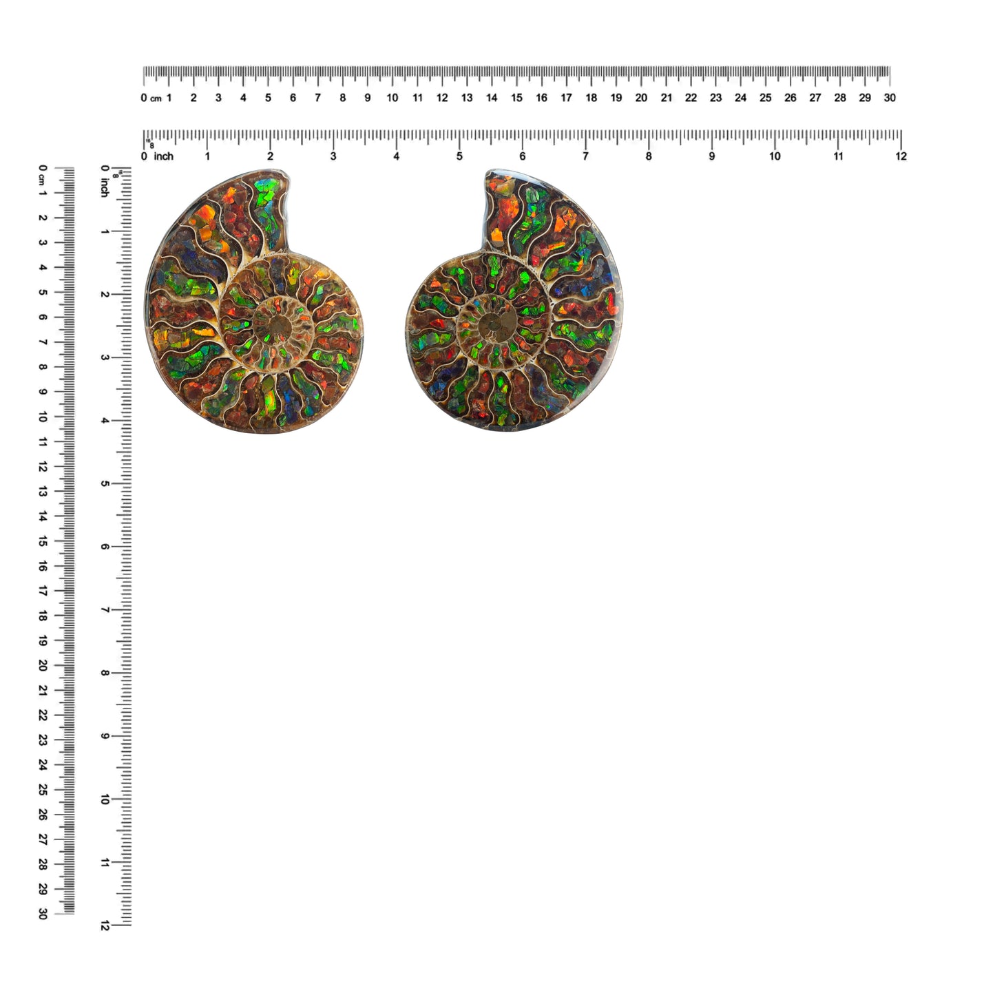 Starborn Ammonite Half with Ammolite Inlay Display Stone (Solid Color Chambers) - 1 Piece