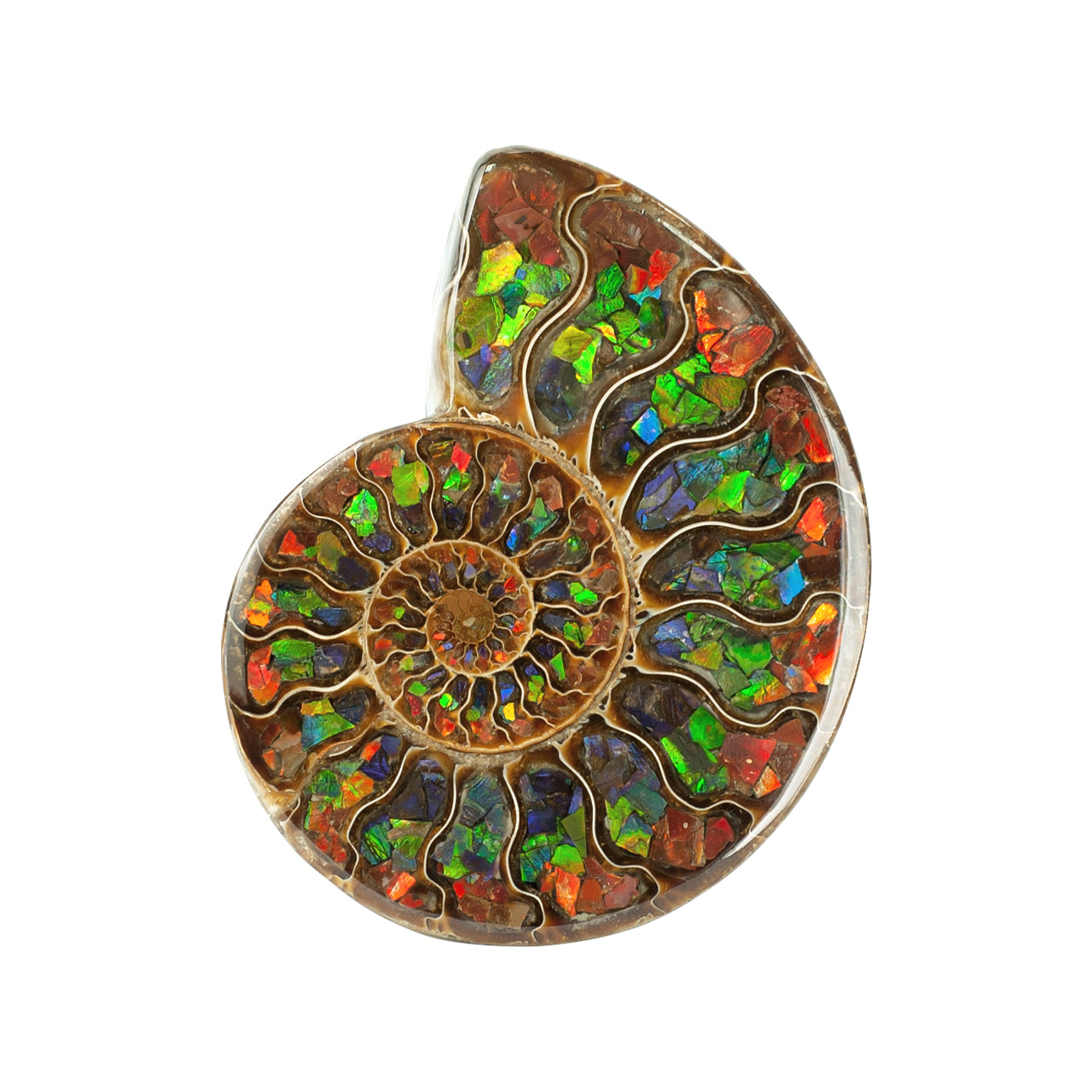 Starborn Half Ammonite with Ammolite Inlay Display Stone (Red, Green, Blue) - 1 Piece
