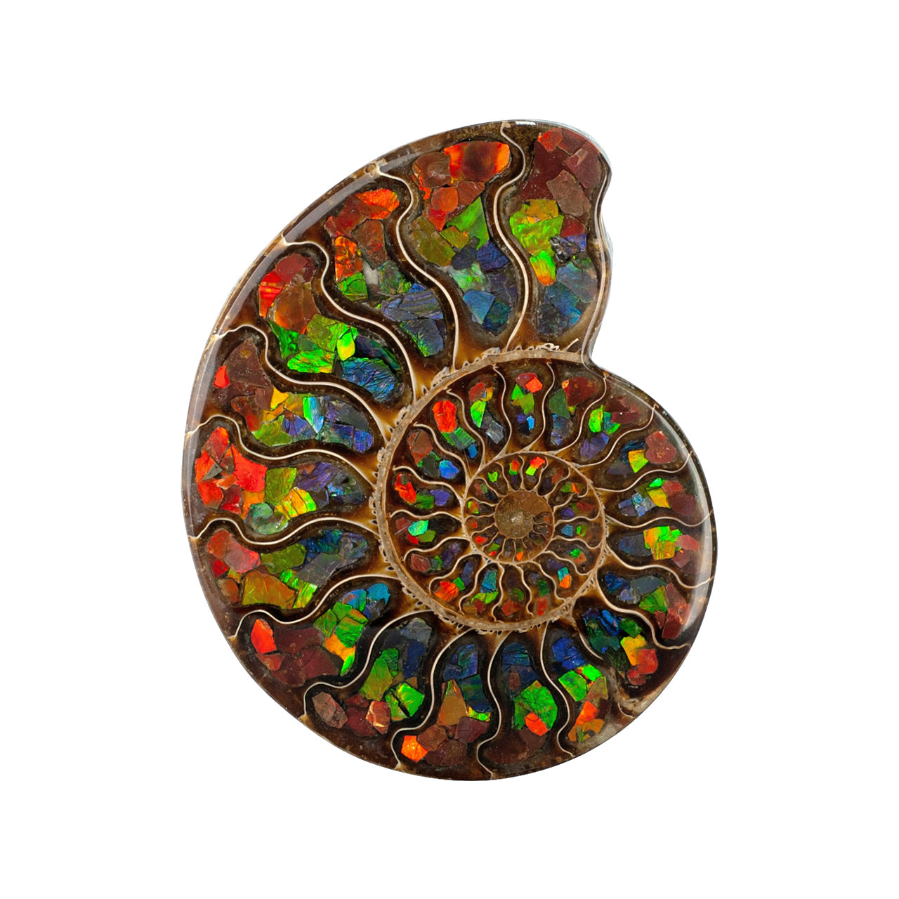 Starborn Half Ammonite with Ammolite Inlay Display Stone (Red, Green, Blue) - 1 Piece