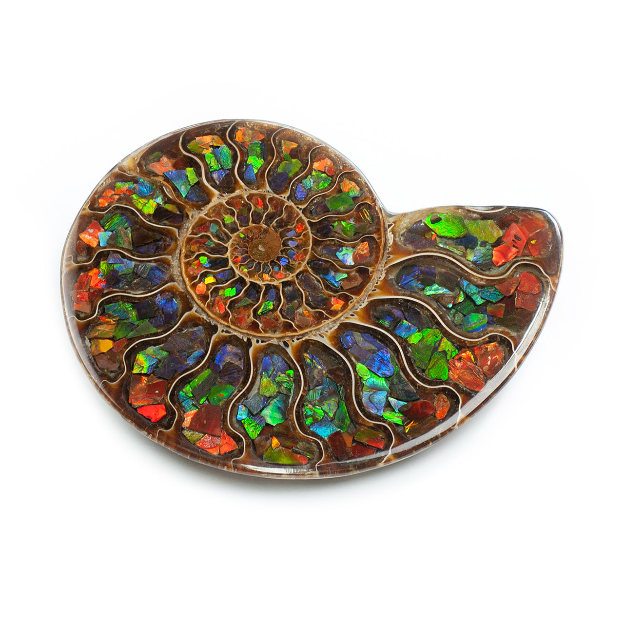 Starborn Half Ammonite with Ammolite Inlay Display Stone (Red, Green, Blue) - 1 Piece