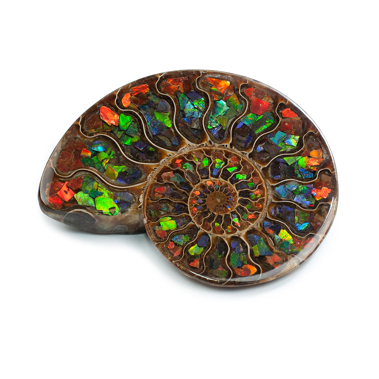 Starborn Half Ammonite with Ammolite Inlay Display Stone (Red, Green, Blue) - 1 Piece