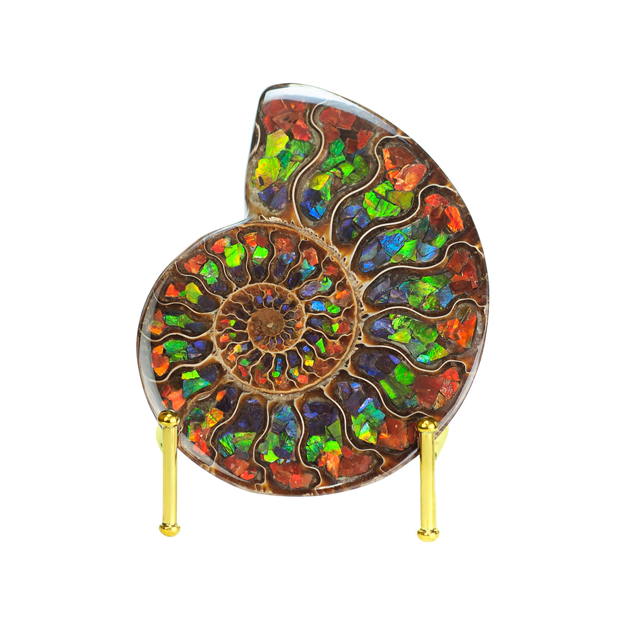 Starborn Half Ammonite with Ammolite Inlay Display Stone (Red, Green, Blue) - 1 Piece