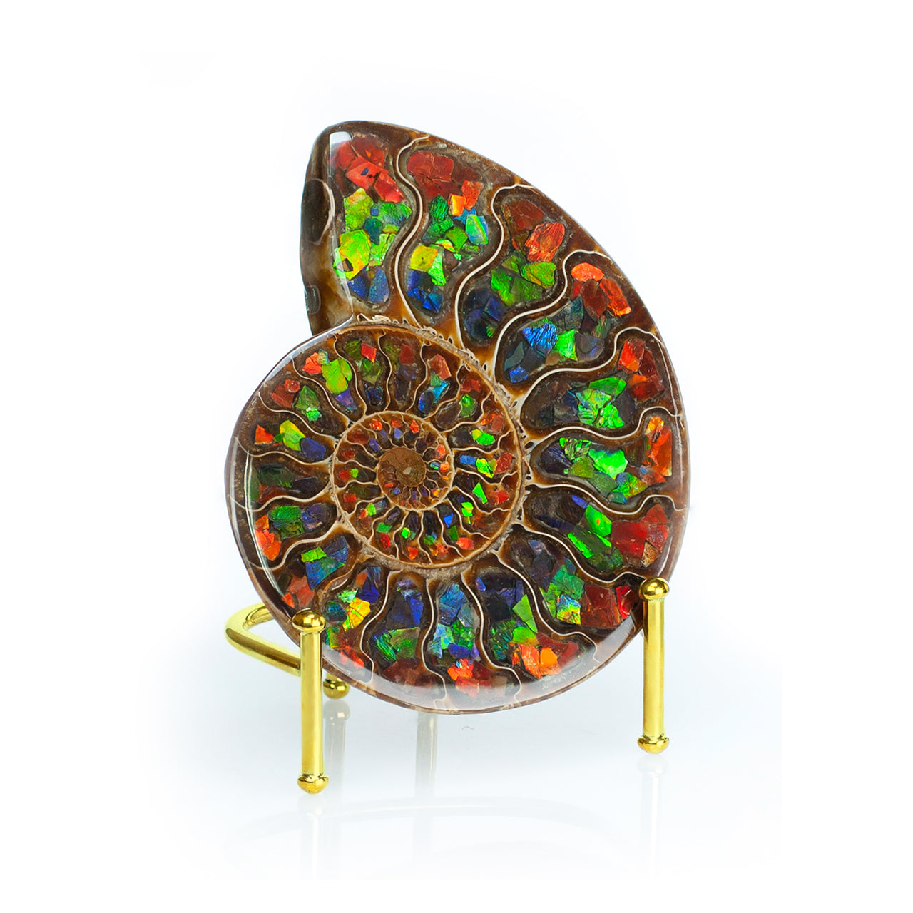 Starborn Half Ammonite with Ammolite Inlay Display Stone (Red, Green, Blue) - 1 Piece
