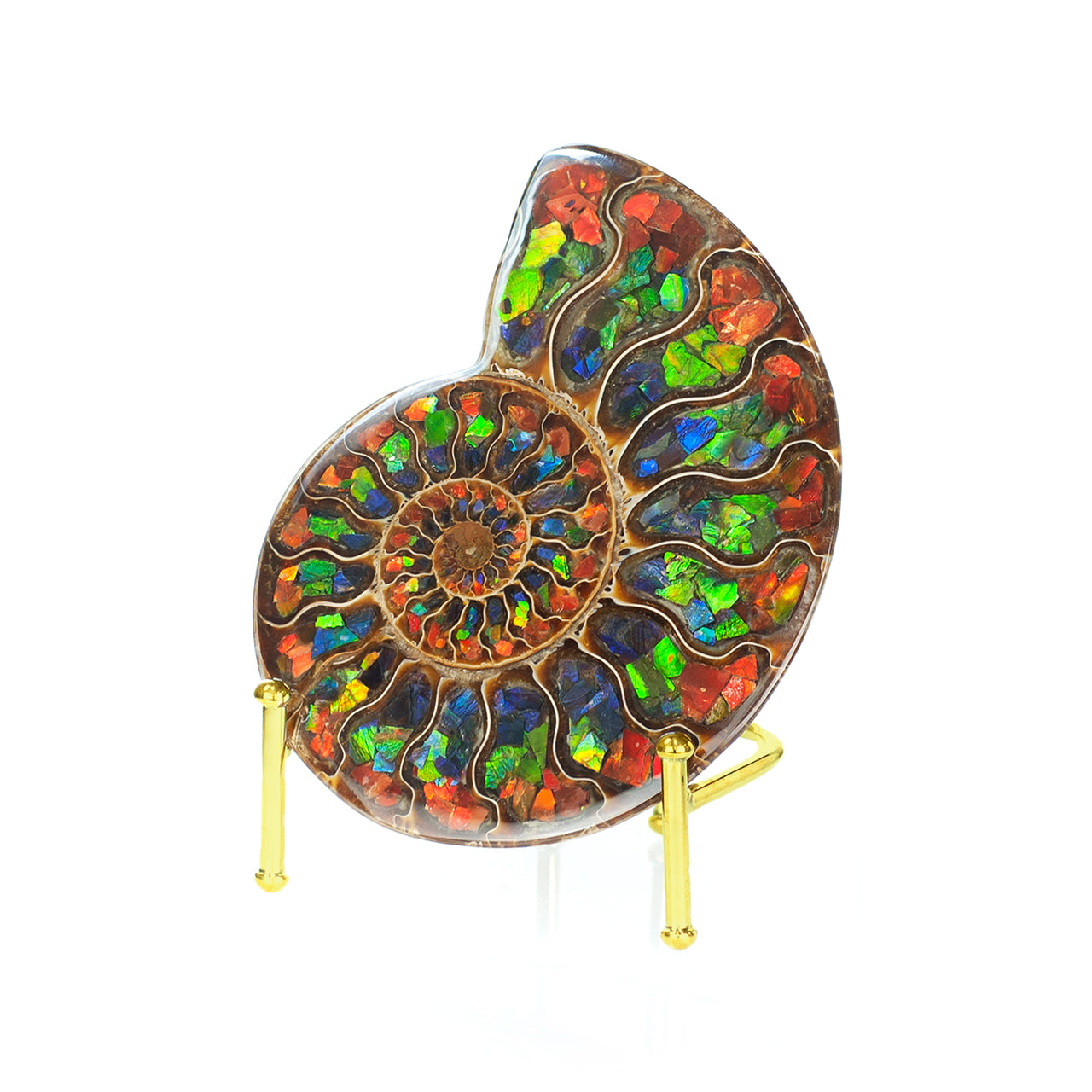 Starborn Half Ammonite with Ammolite Inlay Display Stone (Red, Green, Blue) - 1 Piece