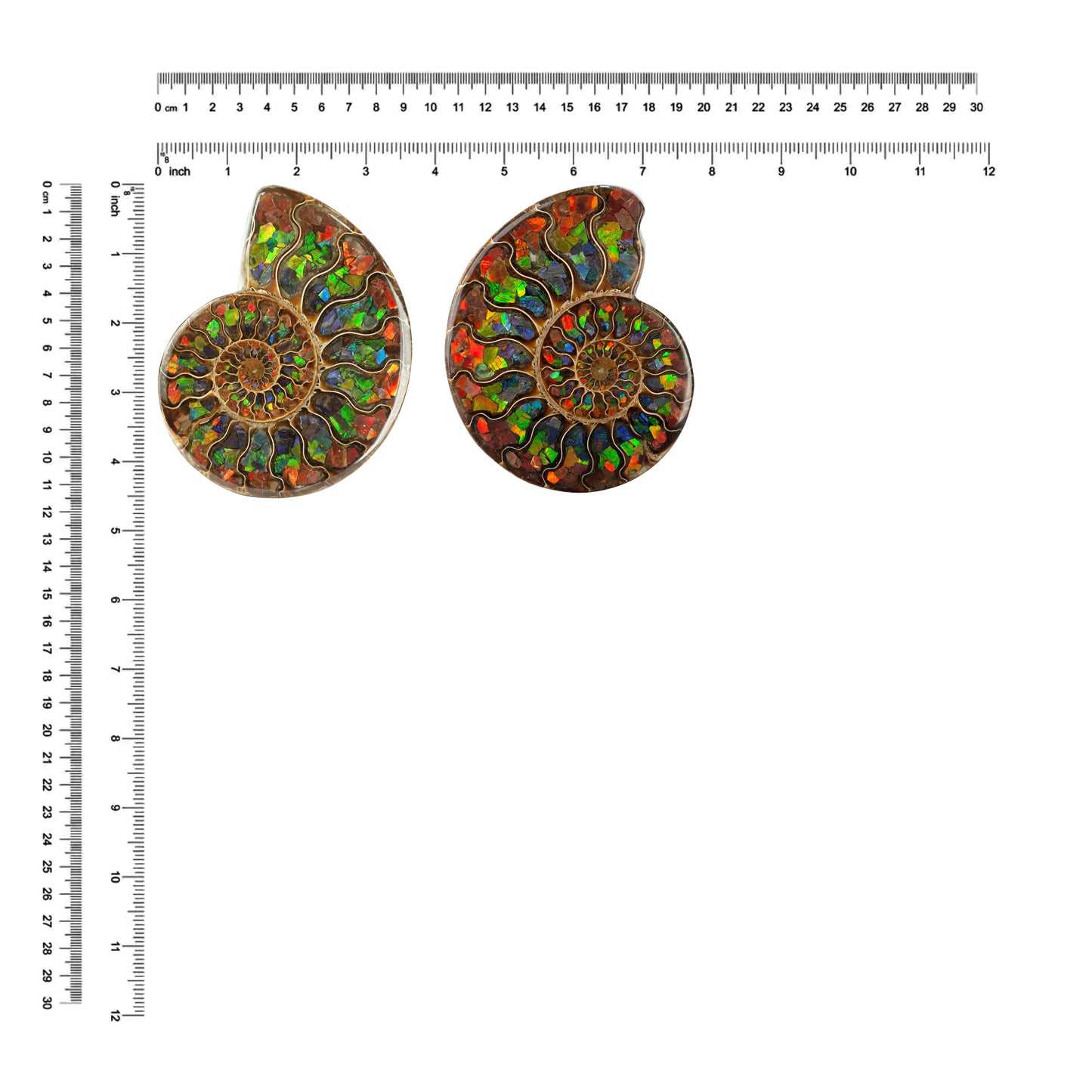 Starborn Half Ammonite with Ammolite Inlay Display Stone (Red, Green, Blue) - 1 Piece