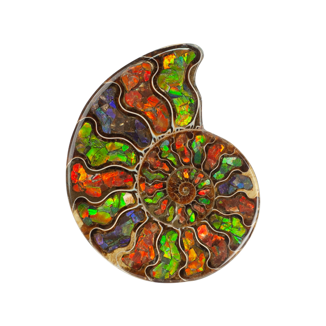 Starborn Ammonite Half with Ammolite Inlay Display Stone (Solid Color Chambers) - 1 Piece
