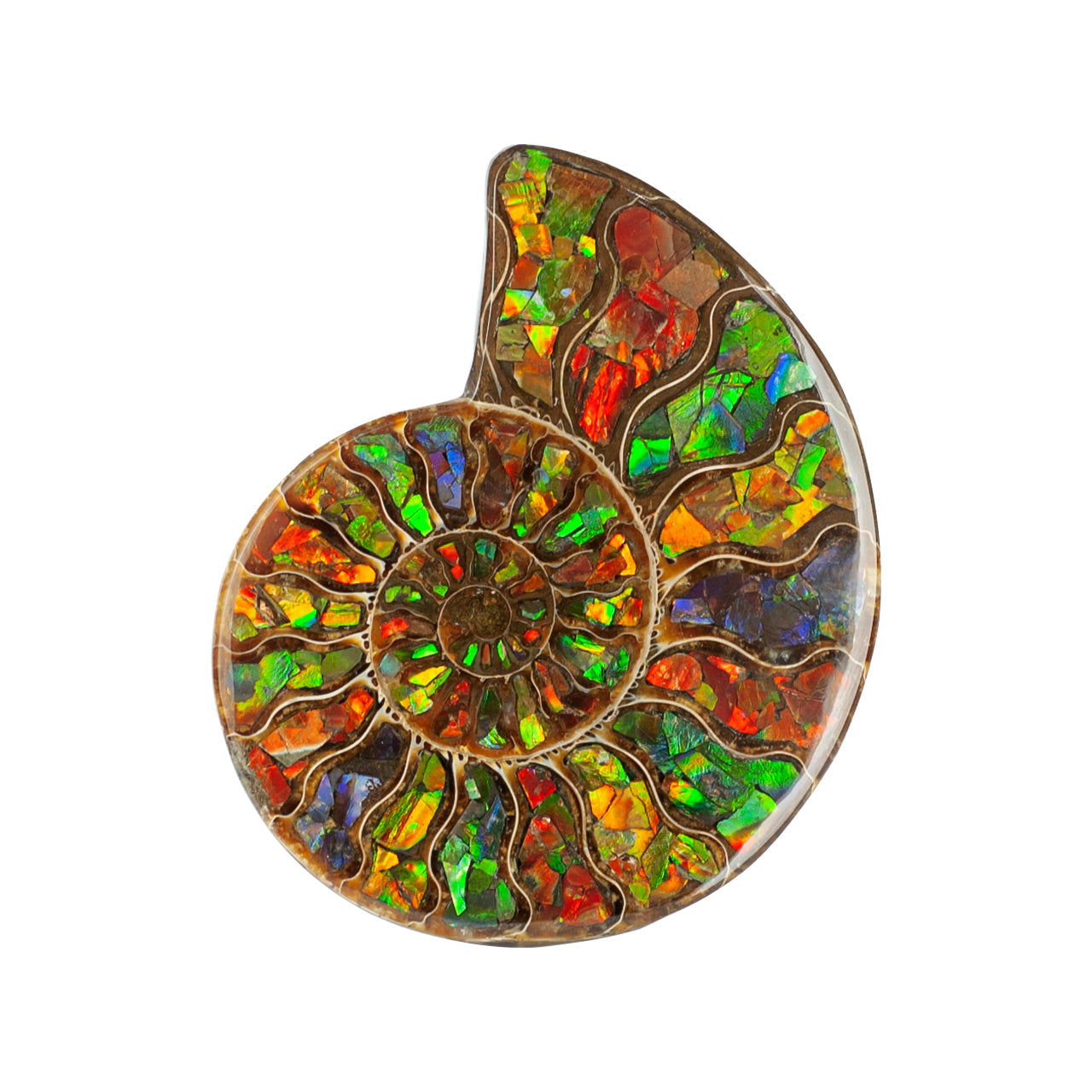 Starborn Ammonite Half with Ammolite Inlay Display Stone (Solid Color Chambers) - 1 Piece
