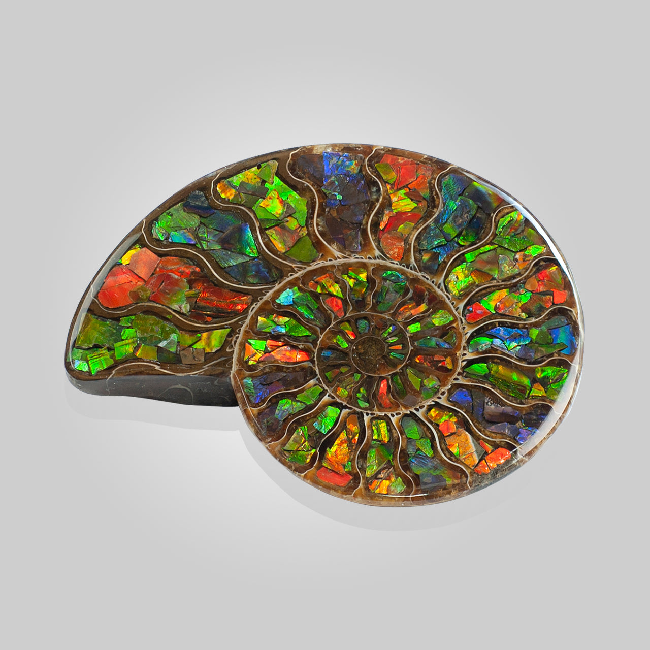 Starborn Ammonite Half with Ammolite Inlay Display Stone (Solid Color Chambers) - 1 Piece