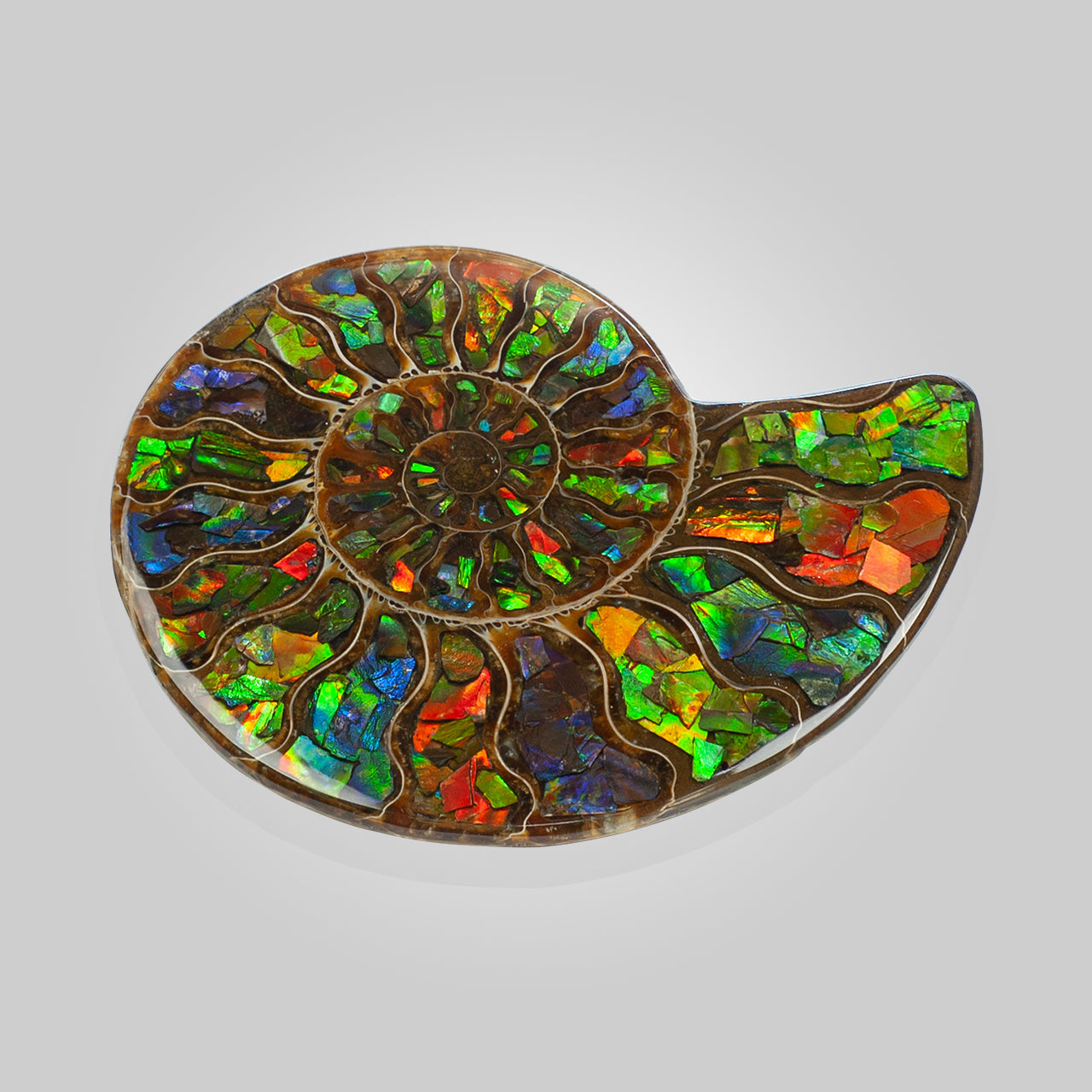 Starborn Ammonite Half with Ammolite Inlay Display Stone (Solid Color Chambers) - 1 Piece