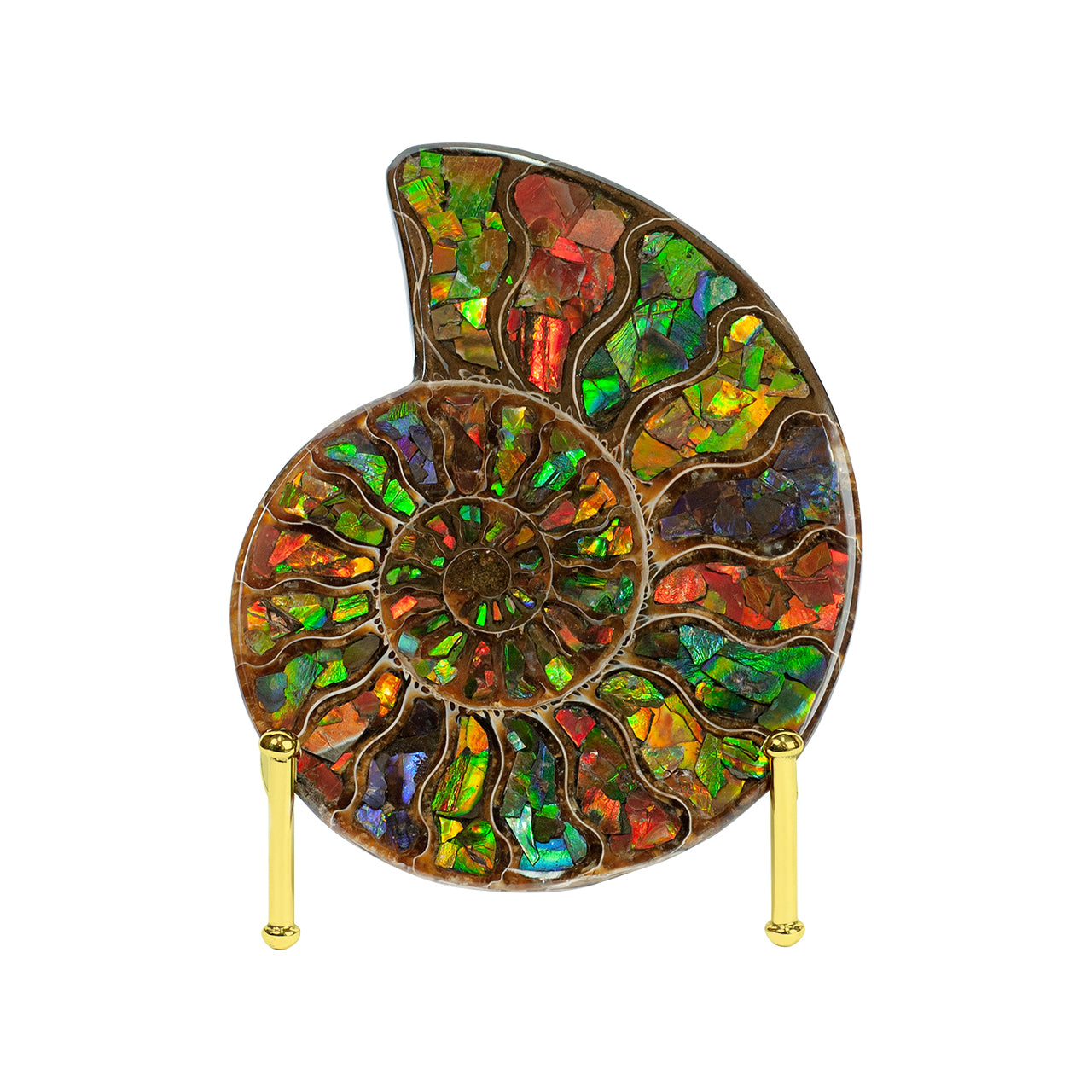 Starborn Ammonite Half with Ammolite Inlay Display Stone (Solid Color Chambers) - 1 Piece
