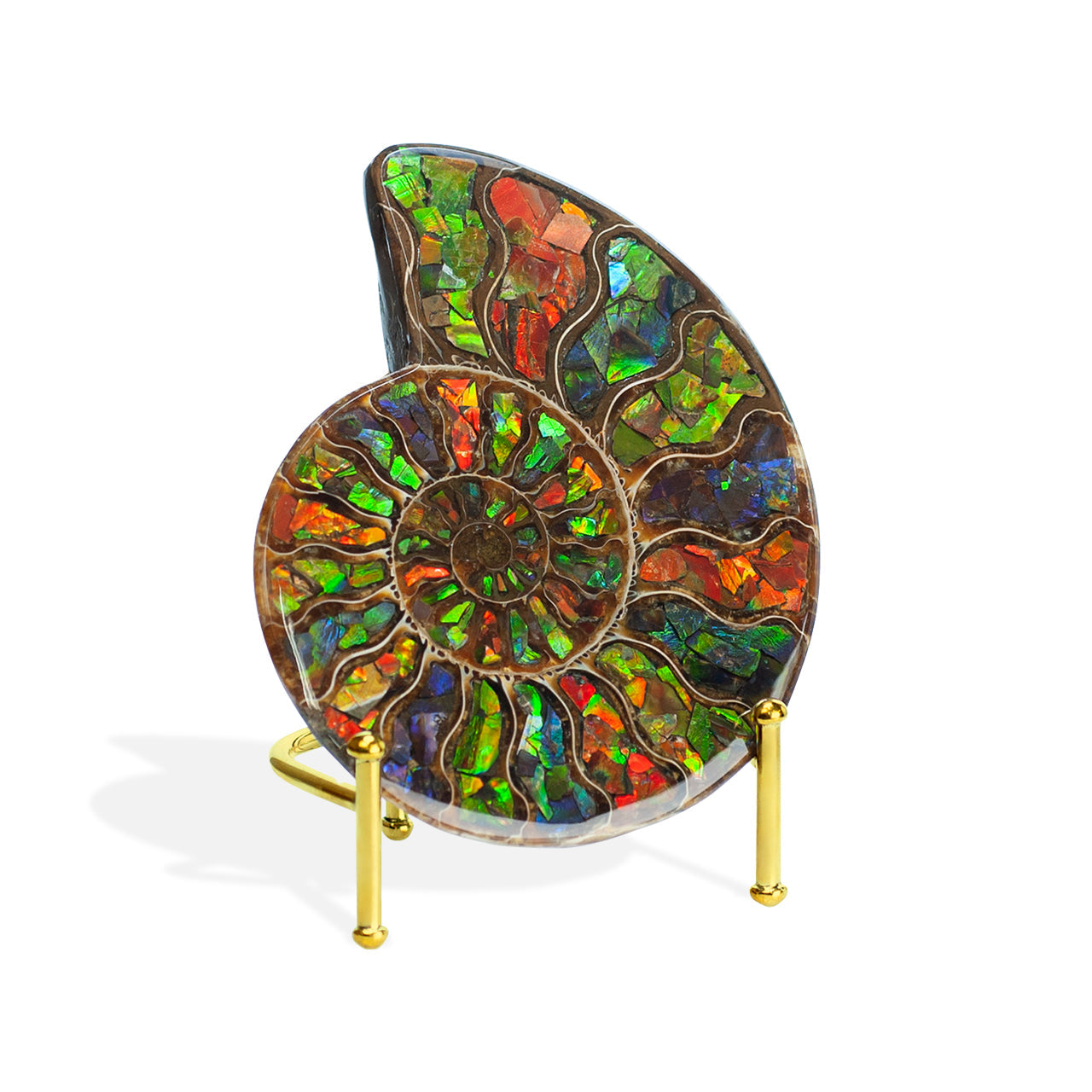 Starborn Ammonite Half with Ammolite Inlay Display Stone (Solid Color Chambers) - 1 Piece